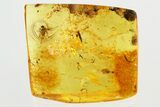 Fossil Scuttle Fly (Phoridae) and Bubbles In Baltic Amber #335763-1